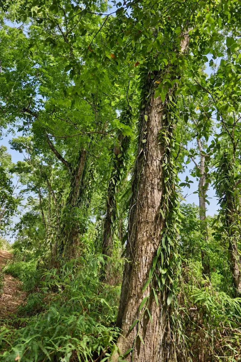 Culture biologique de vanille sous couvert forestier à Sainte-Rose en Guadeloupe